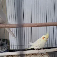 عروس هلندی|پرنده|کرمان, |دیوار