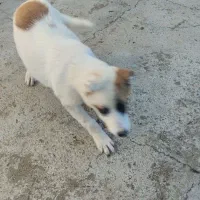 توله سگ نر ۴/۵ماهه|سگ|سیمین شهر, |دیوار