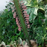 گل آپارتمانی آدنیوم حسن یوسوف پسونیا قاشقی شرابی|گل و گیاه طبیعی|شیراز, شیخ علی چوپان|دیوار