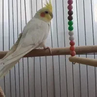 عروس هلندی نر سخنگو با قفس