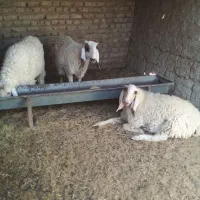 یک بره نر یک بره ماده یک میش|حیوانات مزرعه|کرباسک, |دیوار