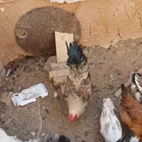 فروش مرغ وخروس وجوجه بوقلمون