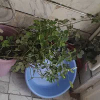 گل محمدی قلمه بی ریشه رایگان