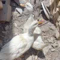 پرنده اردک نر و ماده تخم هم میزاره