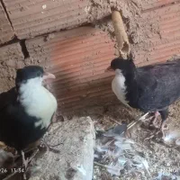 کبوتر کفتر سفید پلنگی مگسی ریش کراباتی