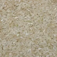 فروش برنج درجه یک کامفیروزی بشرط پخت قیمت 290|خوردنی و آشامیدنی|شاهینشهر, مسکن مهر|دیوار