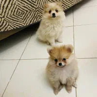 جفت نرو ماده پامر|سگ|کرج, گلشهر|دیوار