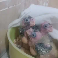 جوجه عروس هلندی