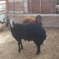 ۲ راس بره نر