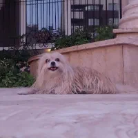 سگ گم شده|حیوانات|کرمان, |دیوار