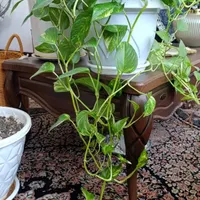 گل طبیعی|گل و گیاه طبیعی|فولادشهر, B6|دیوار
