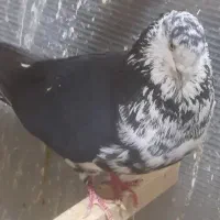 گمشده قاره سیاه نر کاکلی از یکشنبه رفته