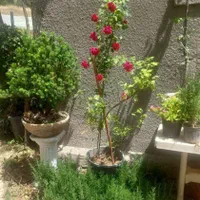 خدمات باغبانی سیار  سرویس درتمام نقاط تهران|خدمات باغبانی و درختکاری|تهران, فاطمی|دیوار