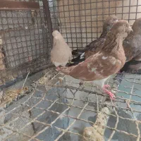 کبوتر کله ای|پرنده|امیدیه, |دیوار