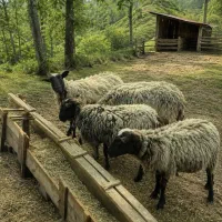 میش چند قلوزا ابستن رومانف