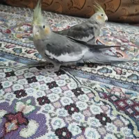 جفت عروس هلندی