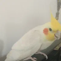 عروس هلندی اهلی