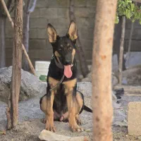 سگ دوبرمن|سگ|مبارکه, |دیوار