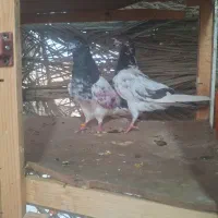 کبوتر اصیل