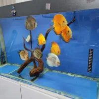 آکواریوم دیسکس|ماهی|خرمآباد, |دیوار