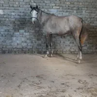 کره اسب مادیان کرد 30ماه