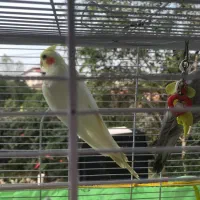 فروش دو عروس هلندی|پرنده|خرمآباد (تنکابن), |دیوار