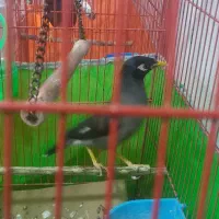 معاوضه مرغ مینا افغان  با طوطی یا جفت عروس هلندی|پرنده|جیرفت, |دیوار