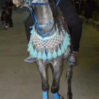 مادیان جوان|اسب و تجهیزات اسب‌سواری|سردرود, |دیوار