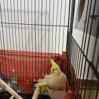 عروس هلندی نر|پرنده|وحیدیه, |دیوار