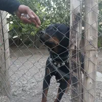 واگذاری  روتوایلر   ماده