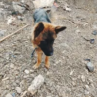 سگ ژرمن|سگ|رودهن, |دیوار