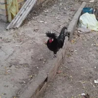 مرغ خروس|حیوانات مزرعه|رامیان, |دیوار