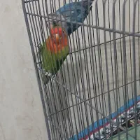 طوطی کوتوله