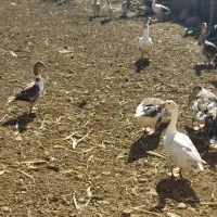 20عدد غاز نر و ماده