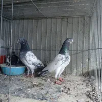 کبوتر پاکستانی ساعت بالا