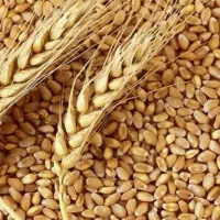بذر گندم