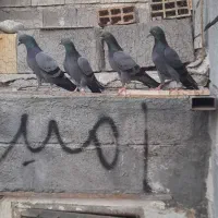 کبوتر|پرنده|میناب, |دیوار