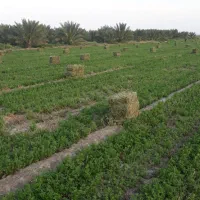 یونج پرسی باتراکتو بدون علف حرز بهترین