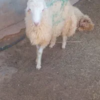 بره قوچ|حیوانات مزرعه|هندمینی, |دیوار