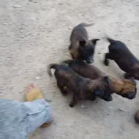 توله سگ مالینیوز اصل