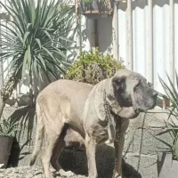 ماده سرابی اصیل