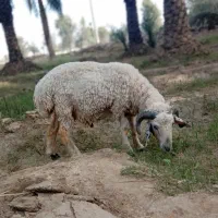 بره نر 1 سال