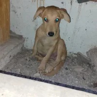 واگذاری توله سگ شکاری نر