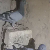 کبوتر جمعی|پرنده|زهک, |دیوار