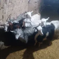 گوسفند|حیوانات مزرعه|قروه, |دیوار