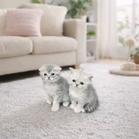 واگذازی بچه گربه اسکاتیش و بریتیش