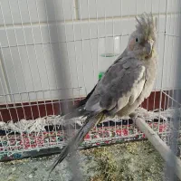 طوطی عروس و کوتوله|پرنده|زرند, |دیوار