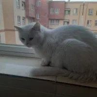 واگذاری پنبه گربه میکس پرشین با کلیه لوازم