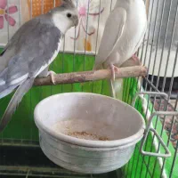 عروس هلندی جفت