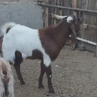 مال بزغاله چپش